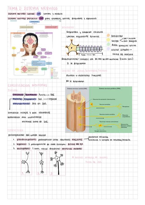 Solution Fisiolog A Sistema Nervioso Studypool