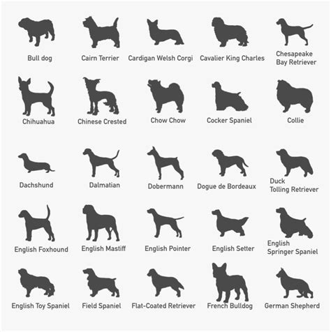 Working Dog Breeds, HD Png Download , Transparent Png Image - PNGitem