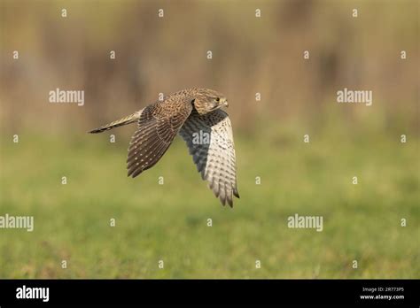 common kestrel soaring   field  tall grass  weeds stock