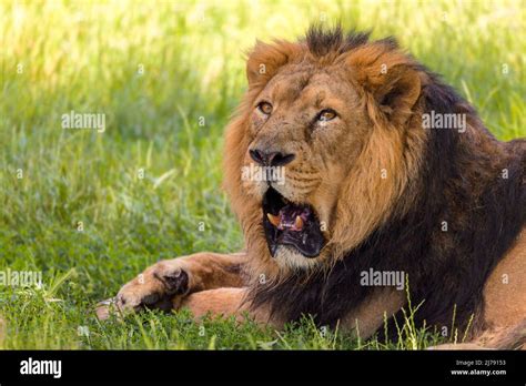 Female Asian Lion Panthera Leo Hi Res Stock Photography And Images Alamy