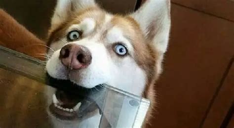 17 Gorgeous Husky Memes