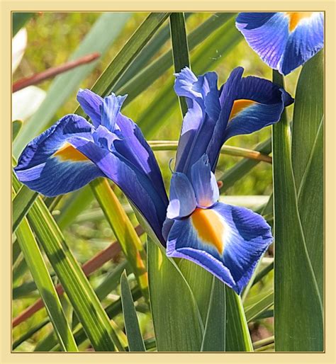 Die Erste Sonne Für Diese Schwertlilie Foto And Bild Pflanzen Pilze And Flechten Blüten