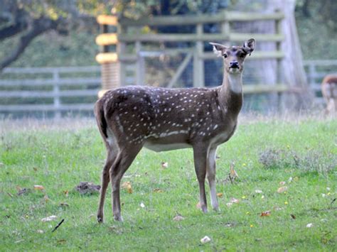 Axis axis / Spotted deer in Howletts Wild Animal Park