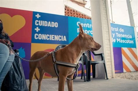 Córdoba Habilitan turnero para castraciones de perros y gatos