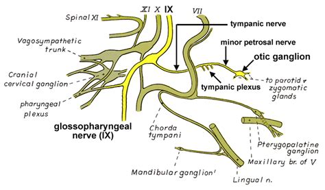 Parasympathetic Path Of The Glossopharyngeal Nerve