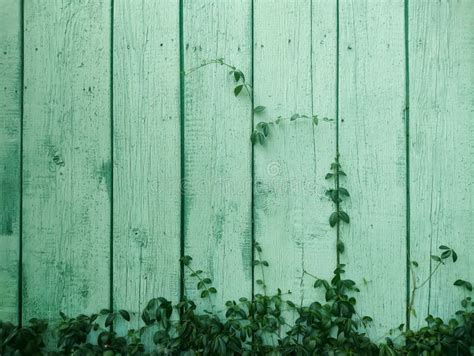 Wood texture. stock image. Image of wall, soil, green - 292645389