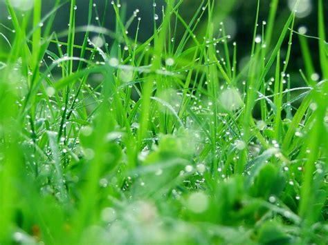 Gotas 720p Plantas Naturaleza Agua Hd Wallpaper