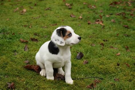 A Comprehensive Guide To The Beagle Jack Russell Mix Breed