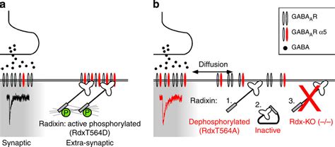 Model Radixin Dependent Regulation Of Synaptic And Extrasynaptic