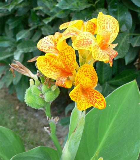 Leçon de jardin Vie Quotidienne et Loisir Préparez les cannas