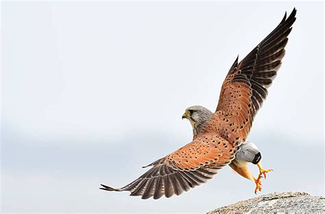 Common Kestrel Bird Smooth Take Off Flying Photo Background And Picture ...