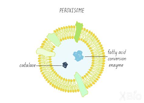 membrane organelles  jennifer lippincott schwartz