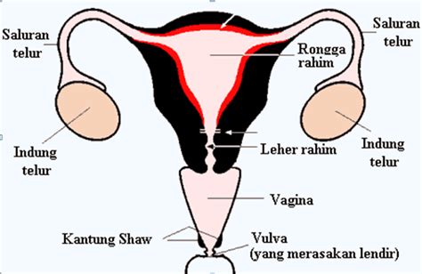 Sistem Organ Reproduksi Kambing Betina - Ilmu Pengetahuan Lengkap