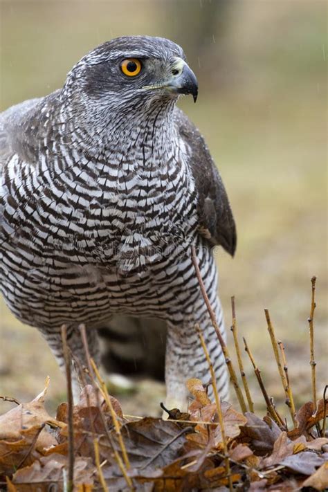 Adult Male Northern Goshawk, Accipiter Gentilis, Feeding on the Ground ...