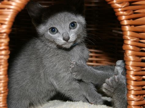 Russian Blue cat price: how much do russian blue kittens cost - Russian Blue Love