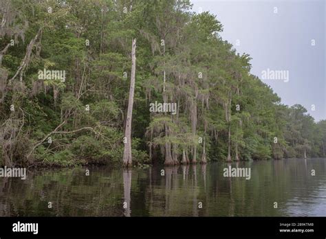 A Snag Along The Bank Of The Scenic And Wild Withlacoochee River