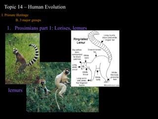 topic14-human-evolution.ppt | Free Download