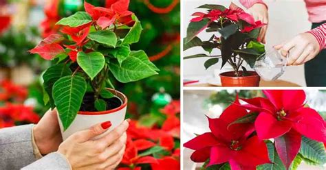 Cómo elegir y cuidar una Poinsettia estrella de Navidad 3 consejos