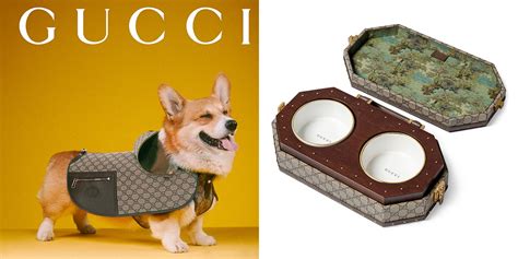 Gucci Pet Ss22 Collection Hypebeast