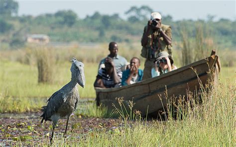 Mabamba Swamp On Lake Victoria » Best Place to see the Shoebill Stork