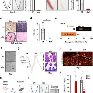 Cfp1d D Mice Suffer From Aberrant Epithelial Cell Proliferation And