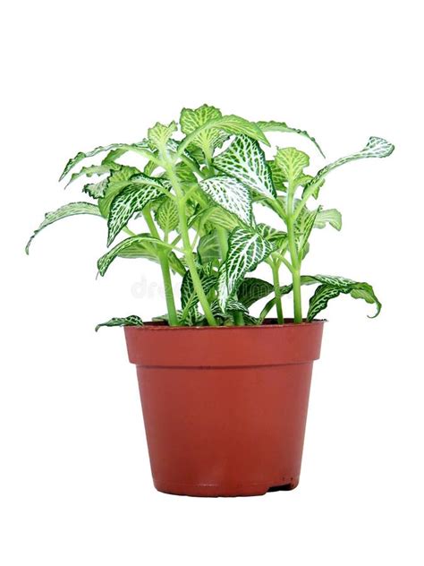 Variegated Green And White Potted Plant Stock Images Image 21791914