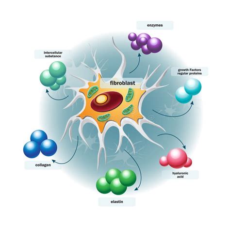 Estructura De Las Células Del Fibroblasto Ilustración del Vector