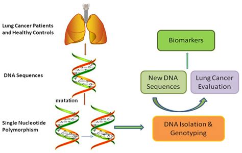 Molecules Free Full Text Single Nucleotide Polymorphisms In HMGB1