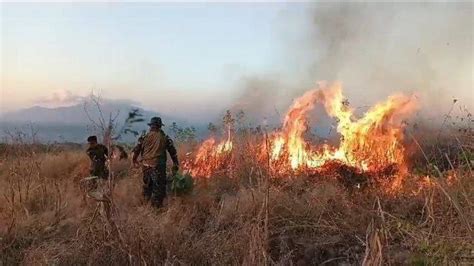 Puluhan Hektar Lahan Terbakar Di Desa Hoder Petugas Kesulitan Padamkan