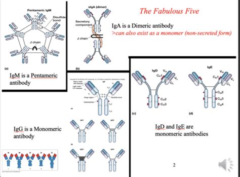 Chapter 4 Antibody Structure And The Generation Of B Cell Diversity