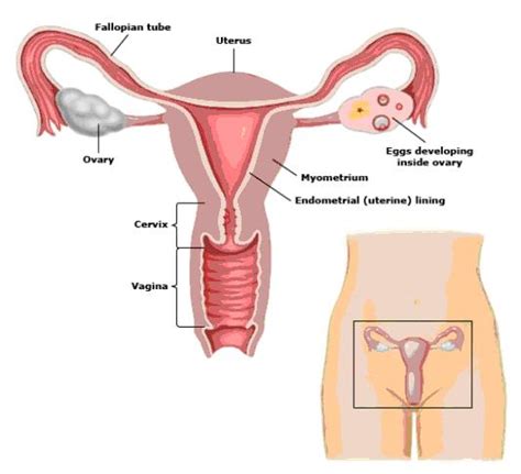 Female Organs After Hysterectomy