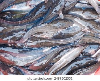 Group Catfish Indonesia Called Ikan Lele Stock Photo 2499502531 ...