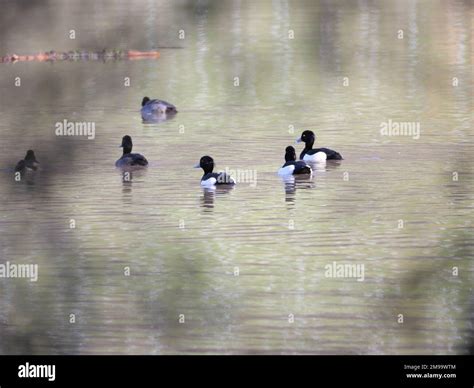 A Group Of Male And Female Tufted Ducks Aythya Fuligula With Blue Bill