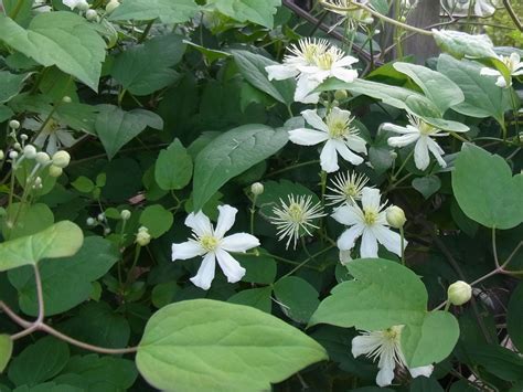 Clematis Summer Snow Paul Farges Clematis Fargesioides Summer