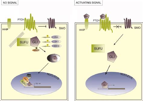 Illustration Of The Hedgehog Signaling Pathway A In The Absence Of