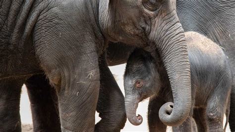 OKC Zoo announces birth of female elephant calf