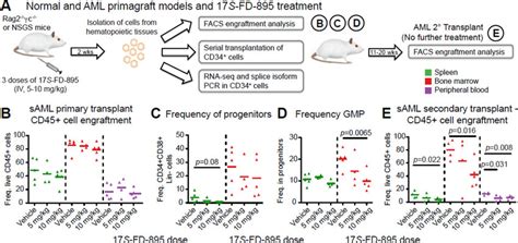 Splicing Modulation Impairs Lsc Maintenance In Aml Primagraft Models