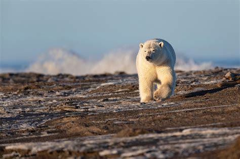 Polar Bear Wildlife Predator Animal Wallpaper - Resolution:2048x1365 - ID:1054555 - wallha.com