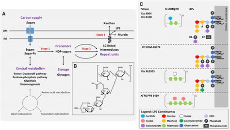 Polysaccharide Biosynthesis And Selected Lipopolysaccharide Structures