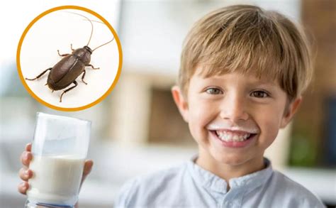 El Alimento Del Futuro Será La Leche De Cucaracha