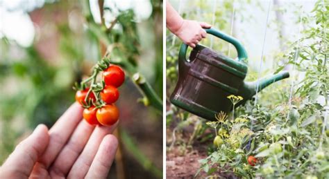 Arrosage Des Tomates Nos Conseils Pour Bien Sy Prendre