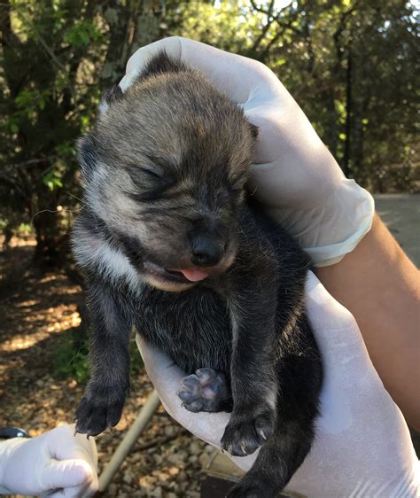 Two Mexican Wolf Puppies Born - Fossil Rim Wildlife Center