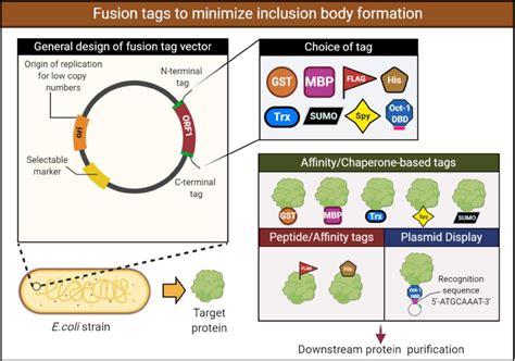 Challenges Associated With The Formation Of Recombinant Protein