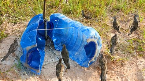 trampa para pájaros Cómo hacer una trampa para pájaros con una