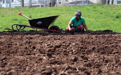 Cultivating Community Common Roots Urban Farm