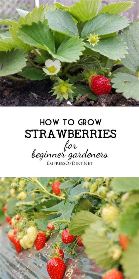 Tips For Growing The Best Strawberries Empress Of Dirt Growing