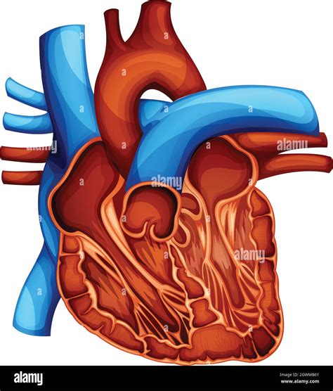 Musculo Cardiaco Humano Fotografías E Imágenes De Alta Resolución Alamy