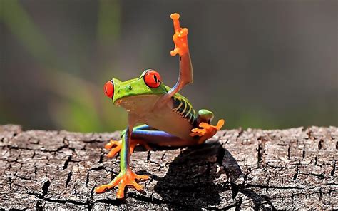 Wallpaper Animals Wildlife Middle Finger Amphibian Red Eyed Tree