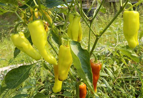 Sweet Banana Pepper Farm Fresh Selects