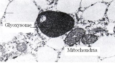 Glyoxysome and Glyoxylate cycle